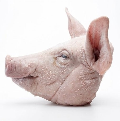Frozen Pork Heads for Processing